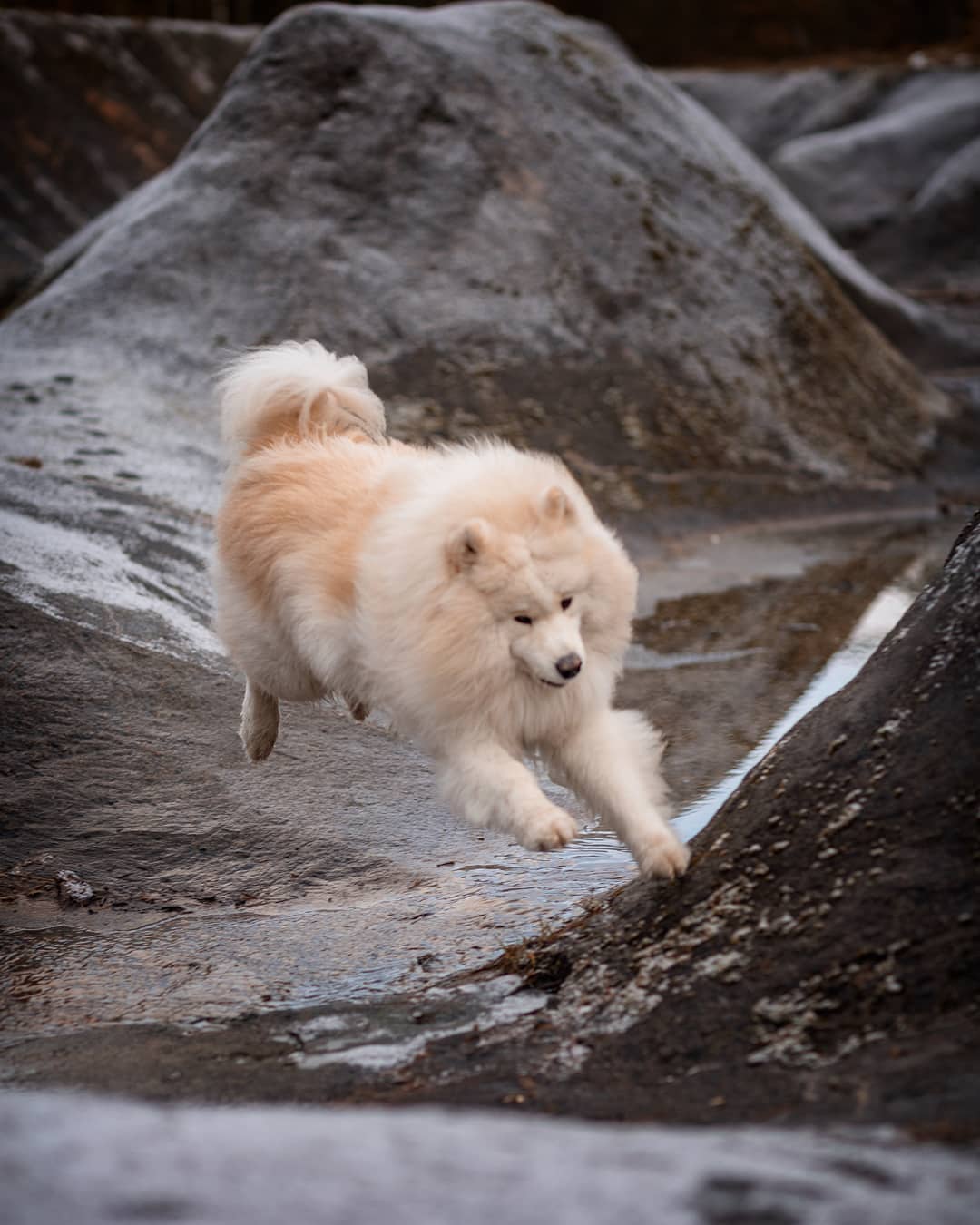 15 Interesting Facts About Samoyeds 9 15 Interesting Facts About Samoyeds 9