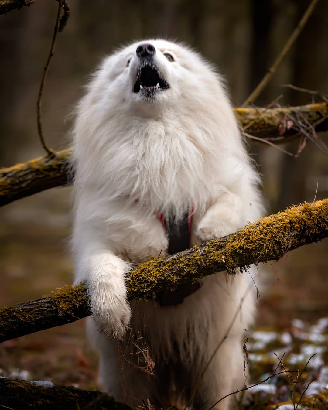 15 Interesting Facts About Samoyeds 10 15 Interesting Facts About Samoyeds 10