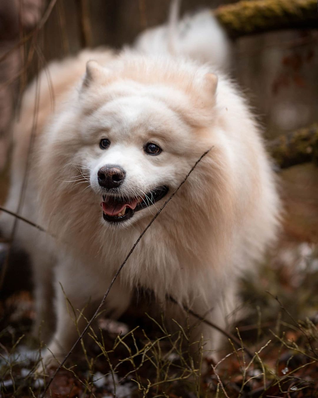 15 Interesting Facts About Samoyeds 11 15 Interesting Facts About Samoyeds 11