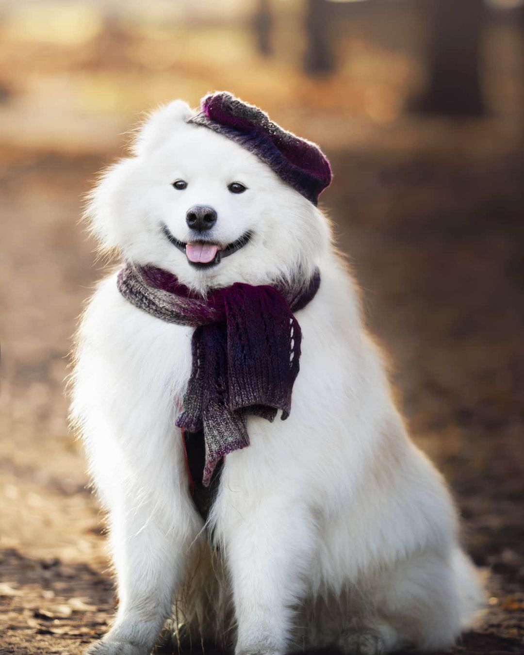 15 Interesting Facts About Samoyeds 10 15 Interesting Facts About Samoyeds 10