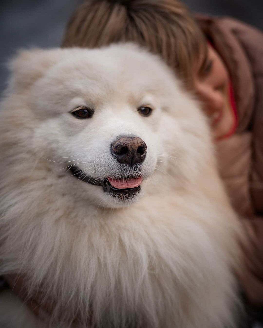 15 Interesting Facts About Samoyeds 11 15 Interesting Facts About Samoyeds 11