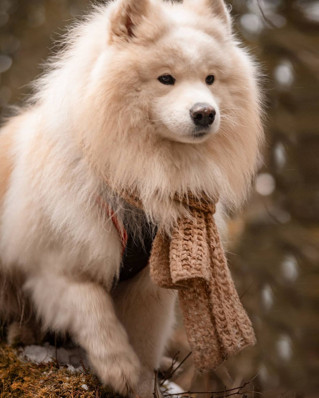 15 Interesting Facts About Samoyeds 9 15 Interesting Facts About Samoyeds 9