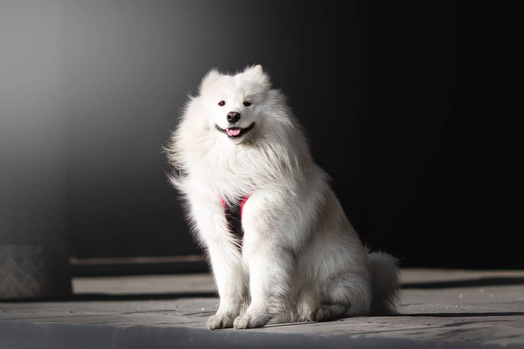 15 Interesting Facts About Samoyeds 10 15 Interesting Facts About Samoyeds 10
