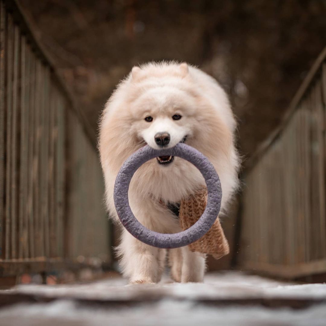 15 Interesting Facts About Samoyeds 11 15 Interesting Facts About Samoyeds 11