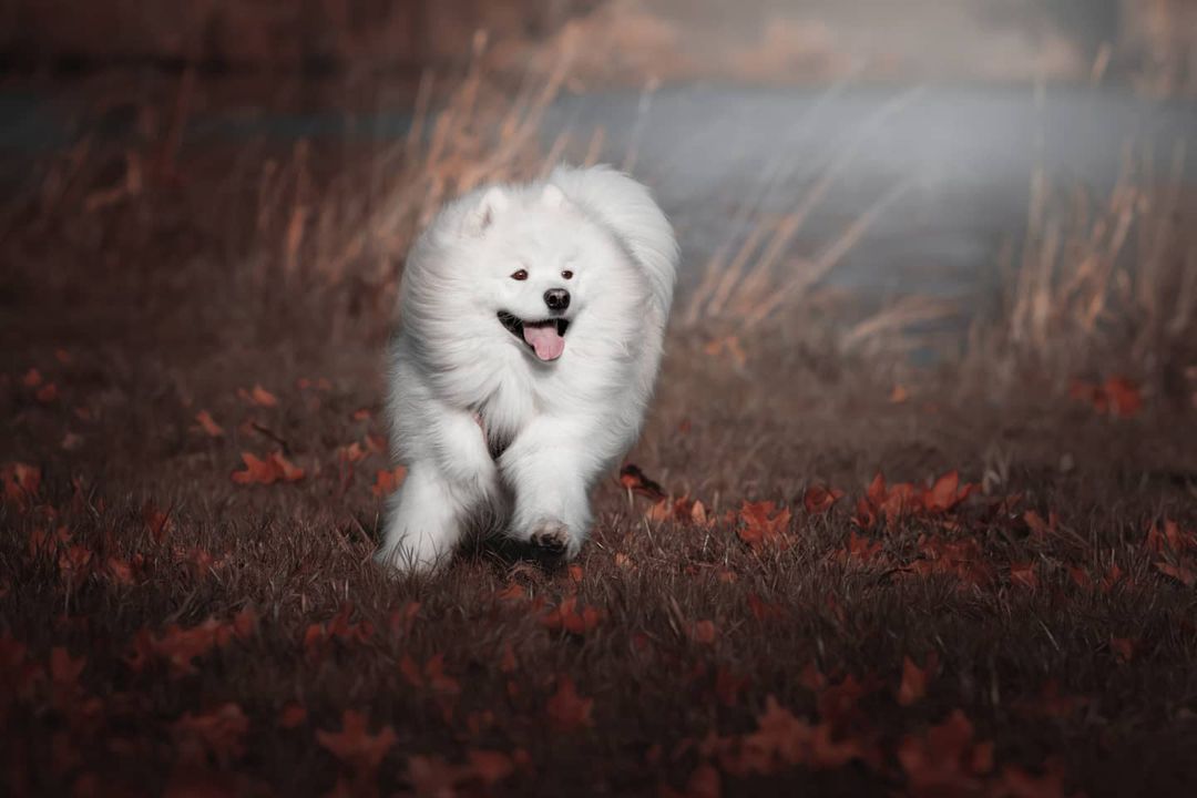 16 Cool Facts About Samoyeds 9