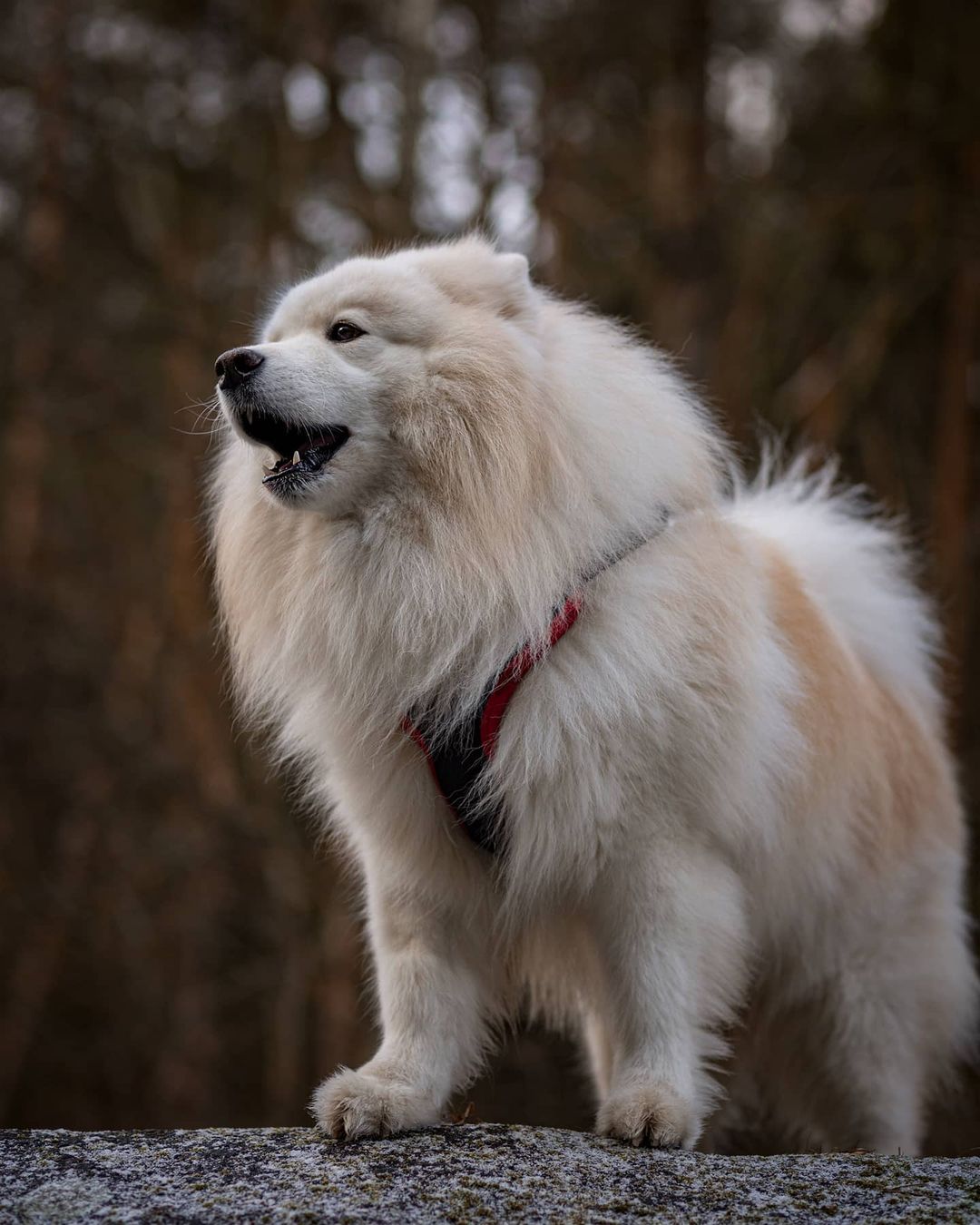 16 Cool Facts About Samoyeds 10