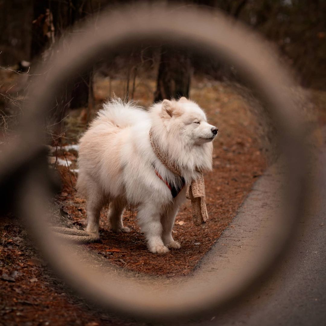 16 Cool Facts About Samoyeds 11