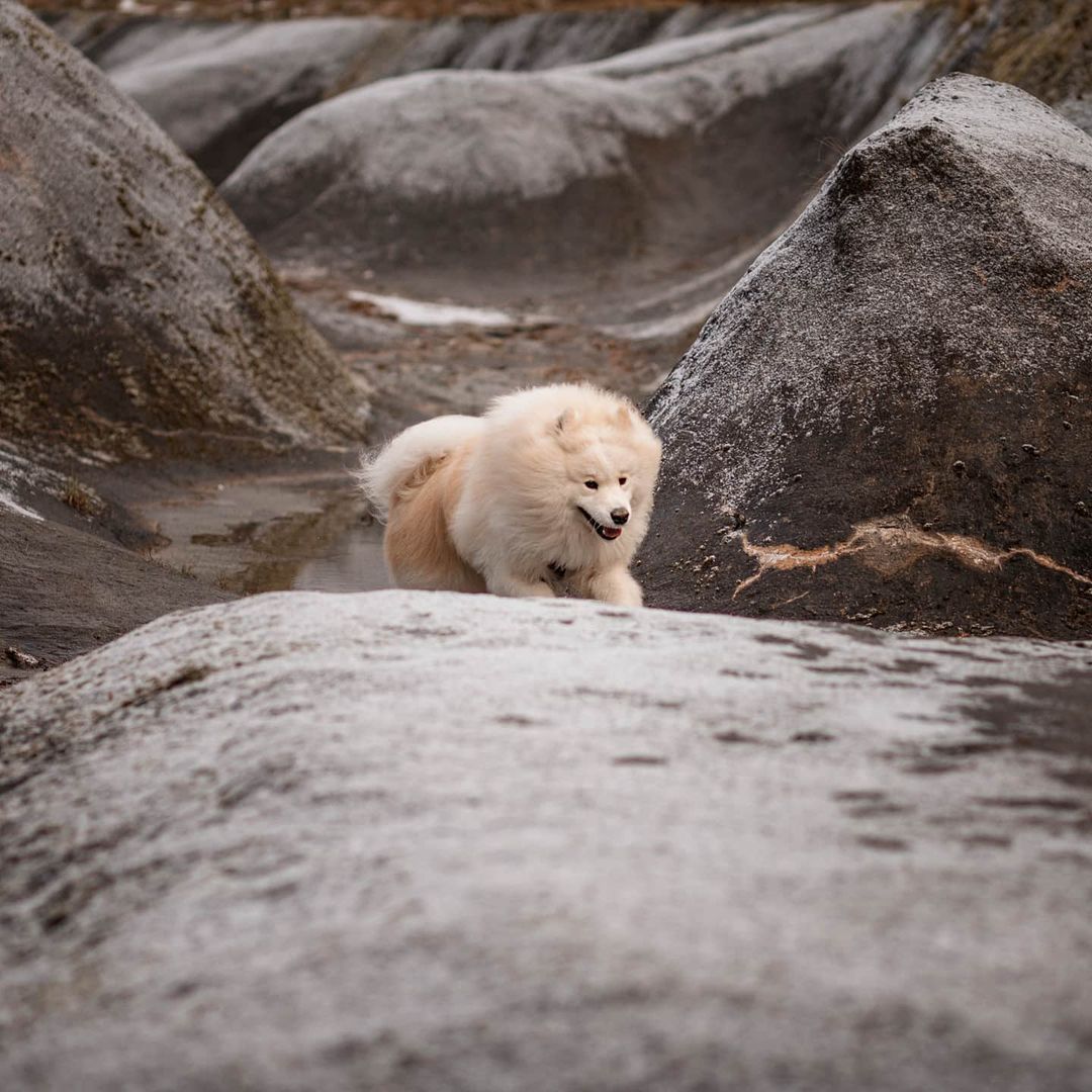 16 Cool Facts About Samoyeds 10 16 Cool Facts About Samoyeds 10