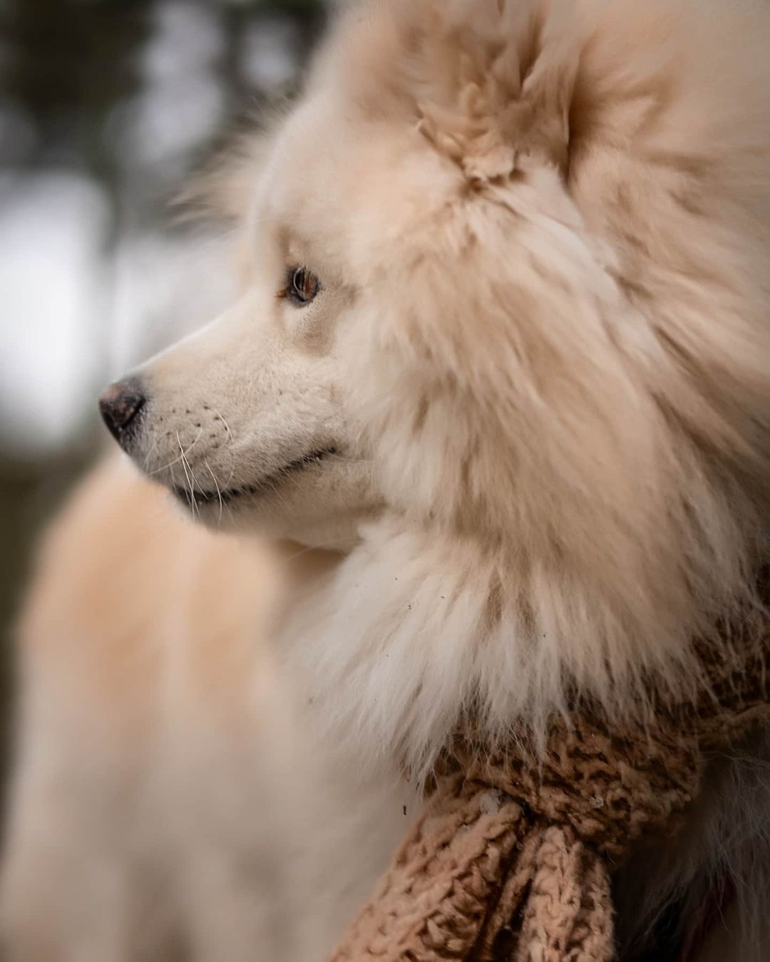 16 Cool Facts About Samoyeds 9 16 Cool Facts About Samoyeds 9