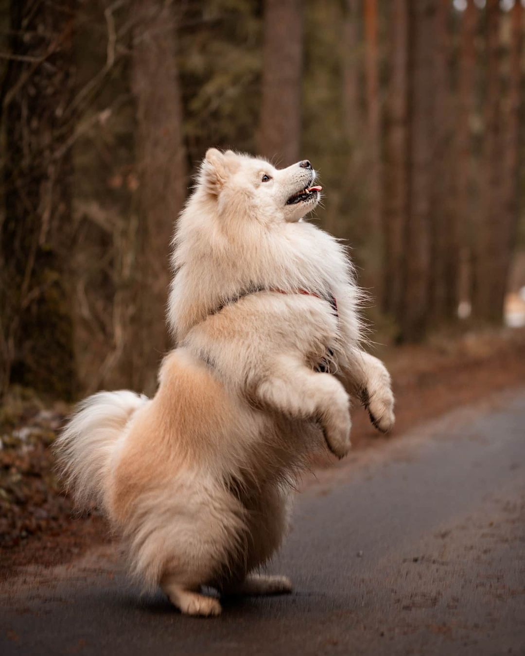16 Cool Facts About Samoyeds 10 16 Cool Facts About Samoyeds 10