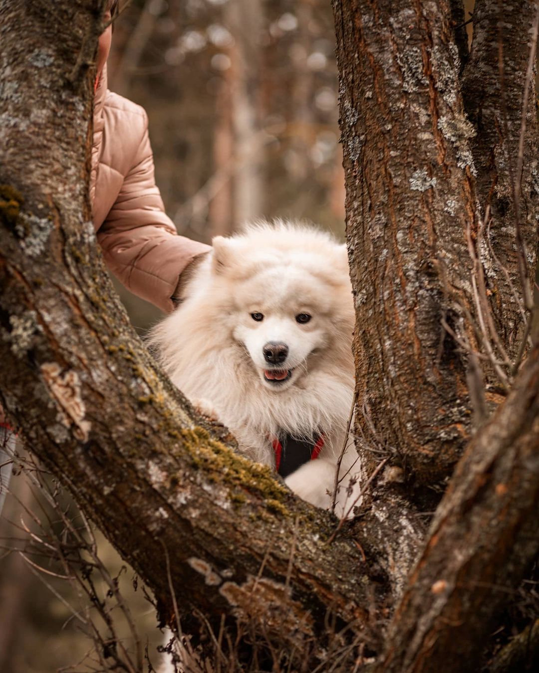 16 Cool Facts About Samoyeds 11 16 Cool Facts About Samoyeds 11