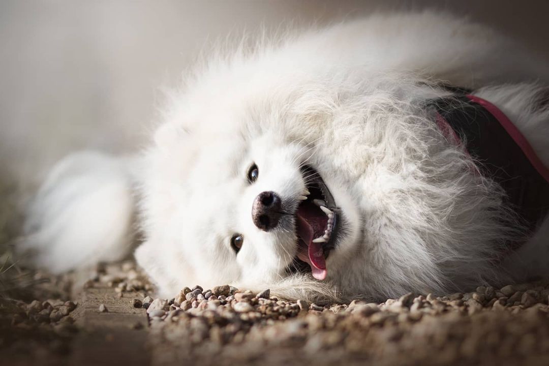 16 Cool Facts About Samoyeds 11 16 Cool Facts About Samoyeds 11