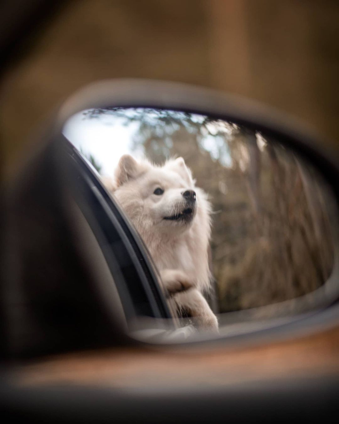 16 Cool Facts About Samoyeds 9 16 Cool Facts About Samoyeds 9