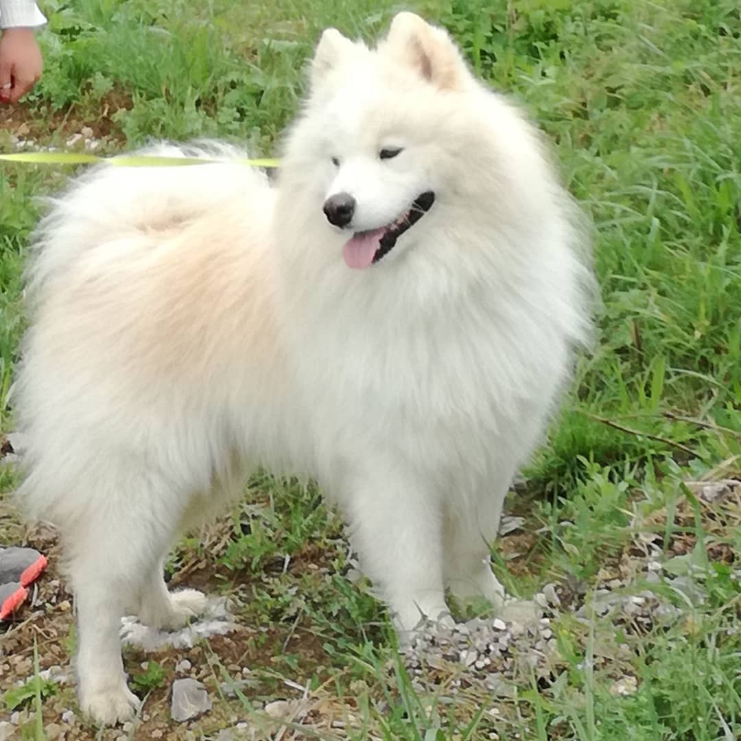 16 Cool Facts About Samoyeds 10 16 Cool Facts About Samoyeds 10