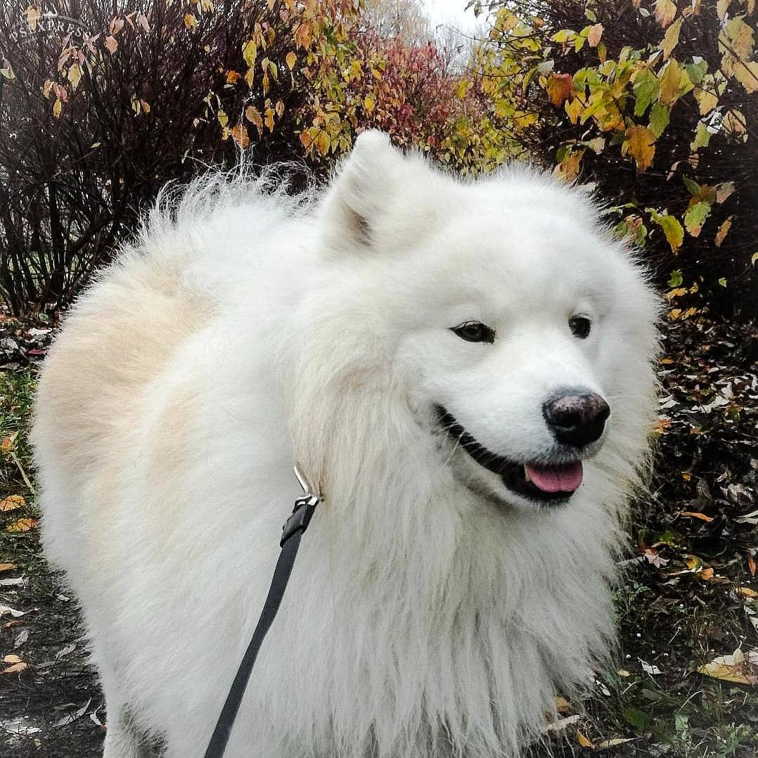 16 Cool Facts About Samoyeds 11 16 Cool Facts About Samoyeds 11