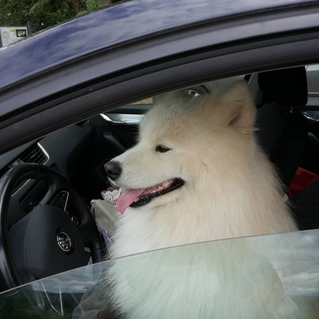 16 Cool Facts About Samoyeds 5