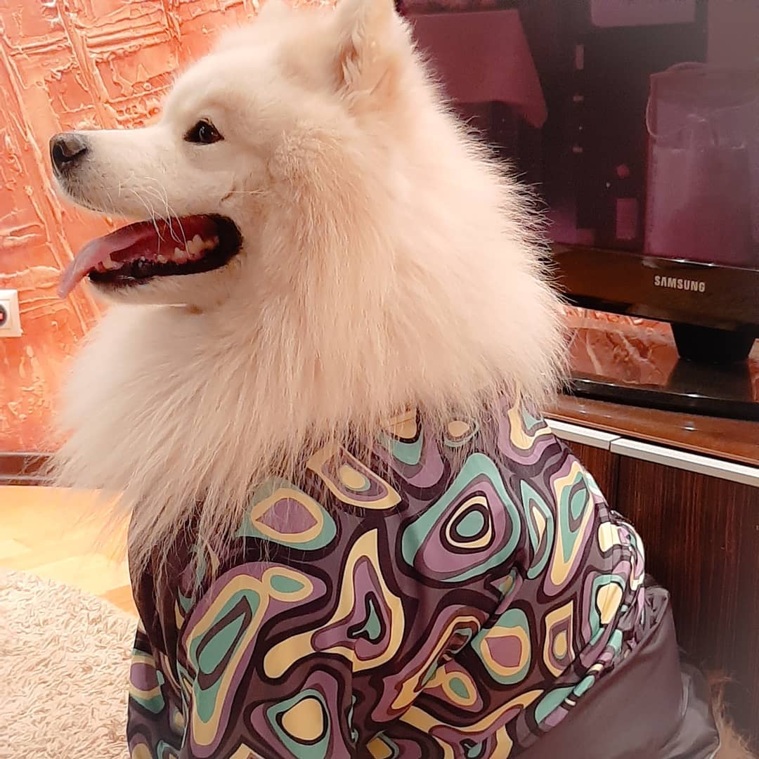 15 Amazing Facts About Samoyeds You Probably Never Knew 9