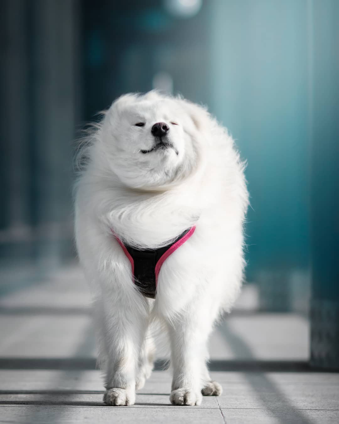 15 Amazing Facts About Samoyeds You Probably Never Knew 9