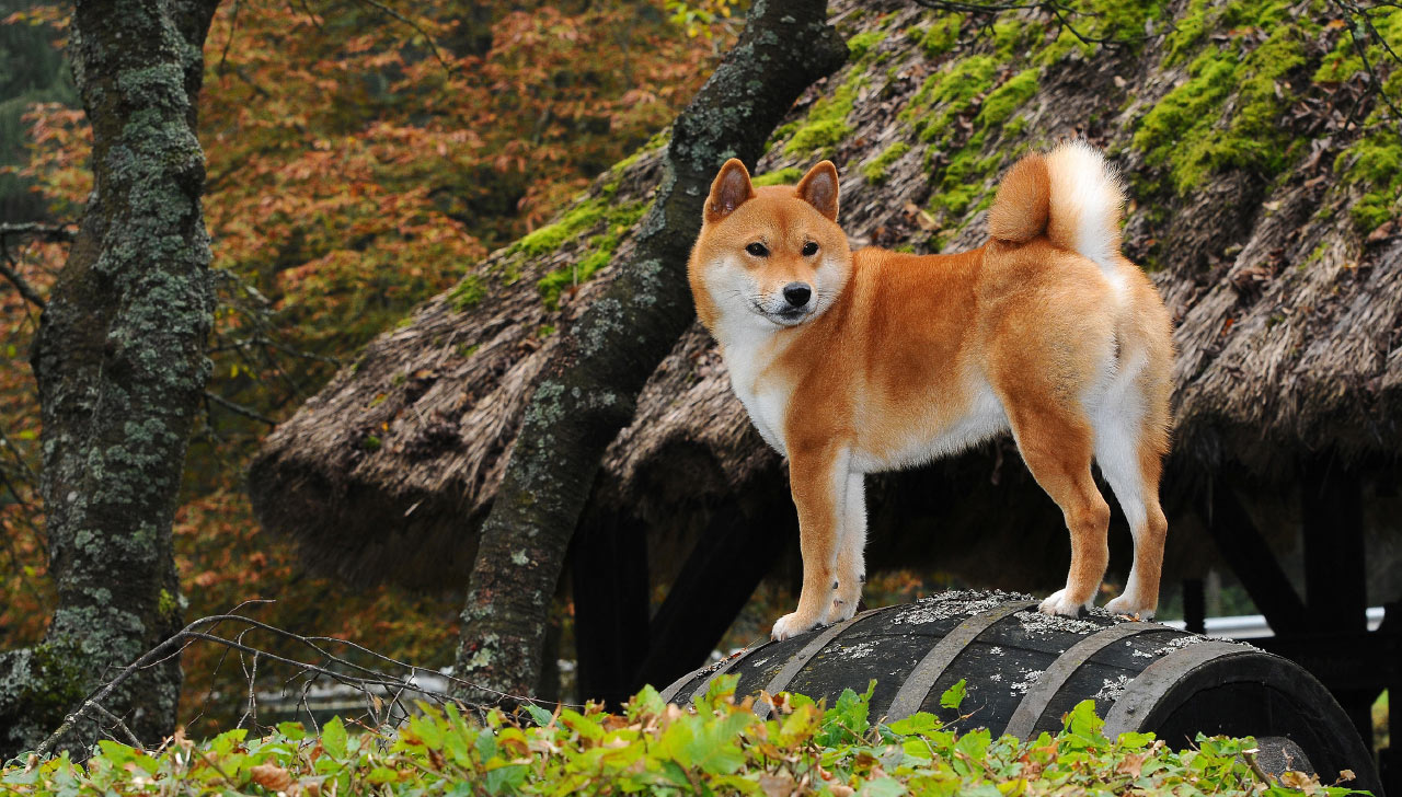 Shiba Inu Dog 19