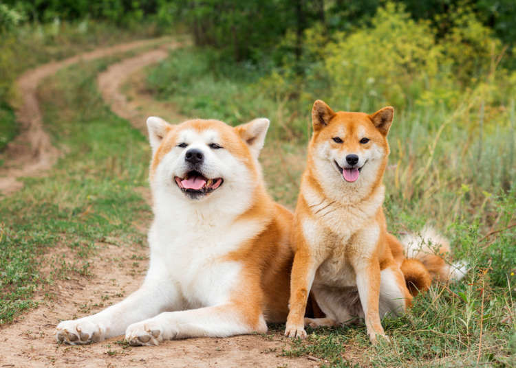 Shiba Inu Dog 18