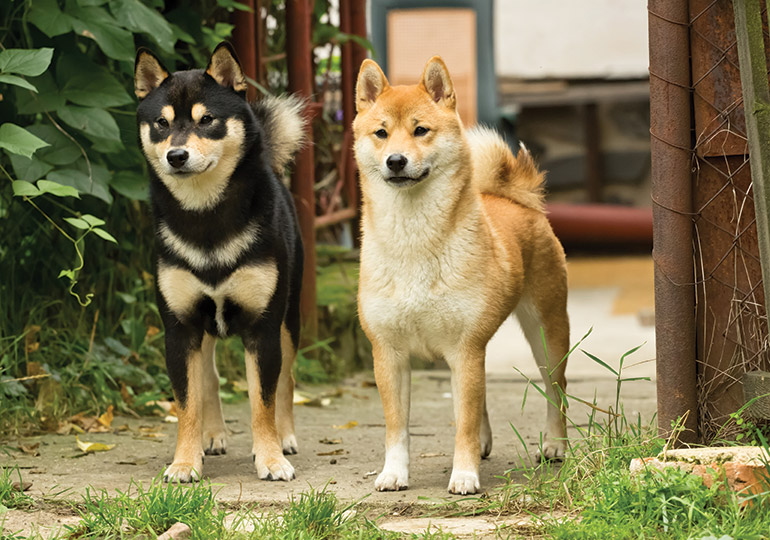 Shiba Inu Dog 17