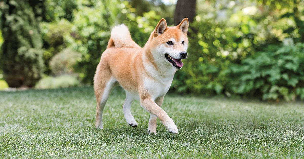 Shiba Inu Dog 16
