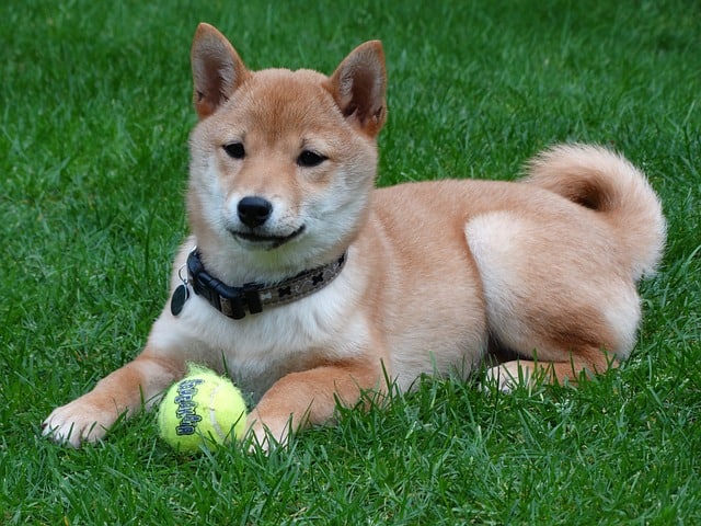 Shiba Inu Dog 15