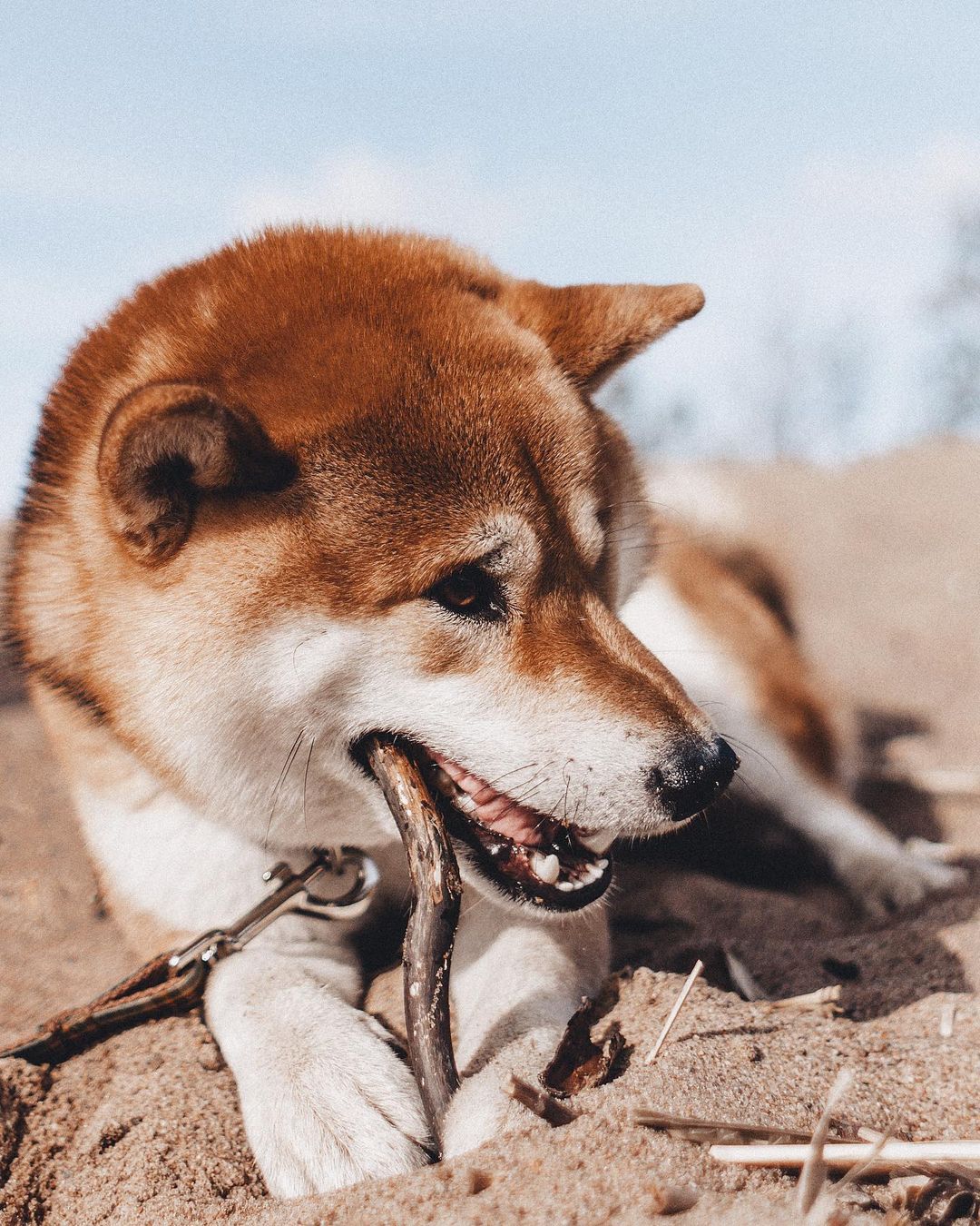 15 Interesting Facts About Shiba Inu 11