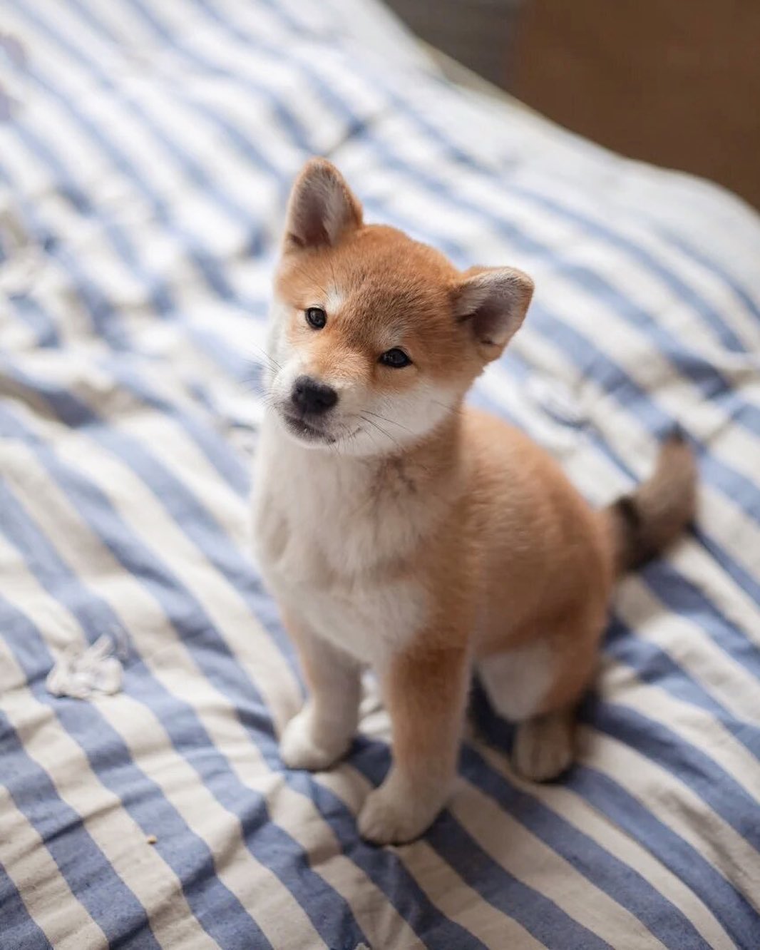 15 Interesting Facts About Shiba Inu 11