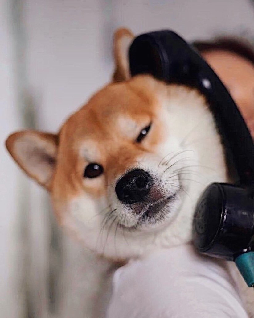 15 Interesting Facts About Shiba Inu 9 15 Interesting Facts About Shiba Inu 9