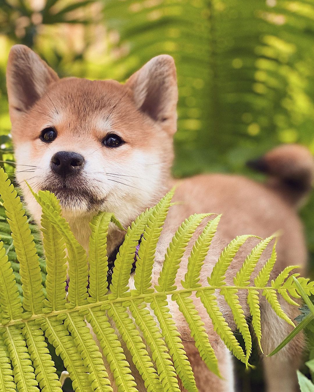 15 Interesting Facts About Shiba Inu 10 15 Interesting Facts About Shiba Inu 10