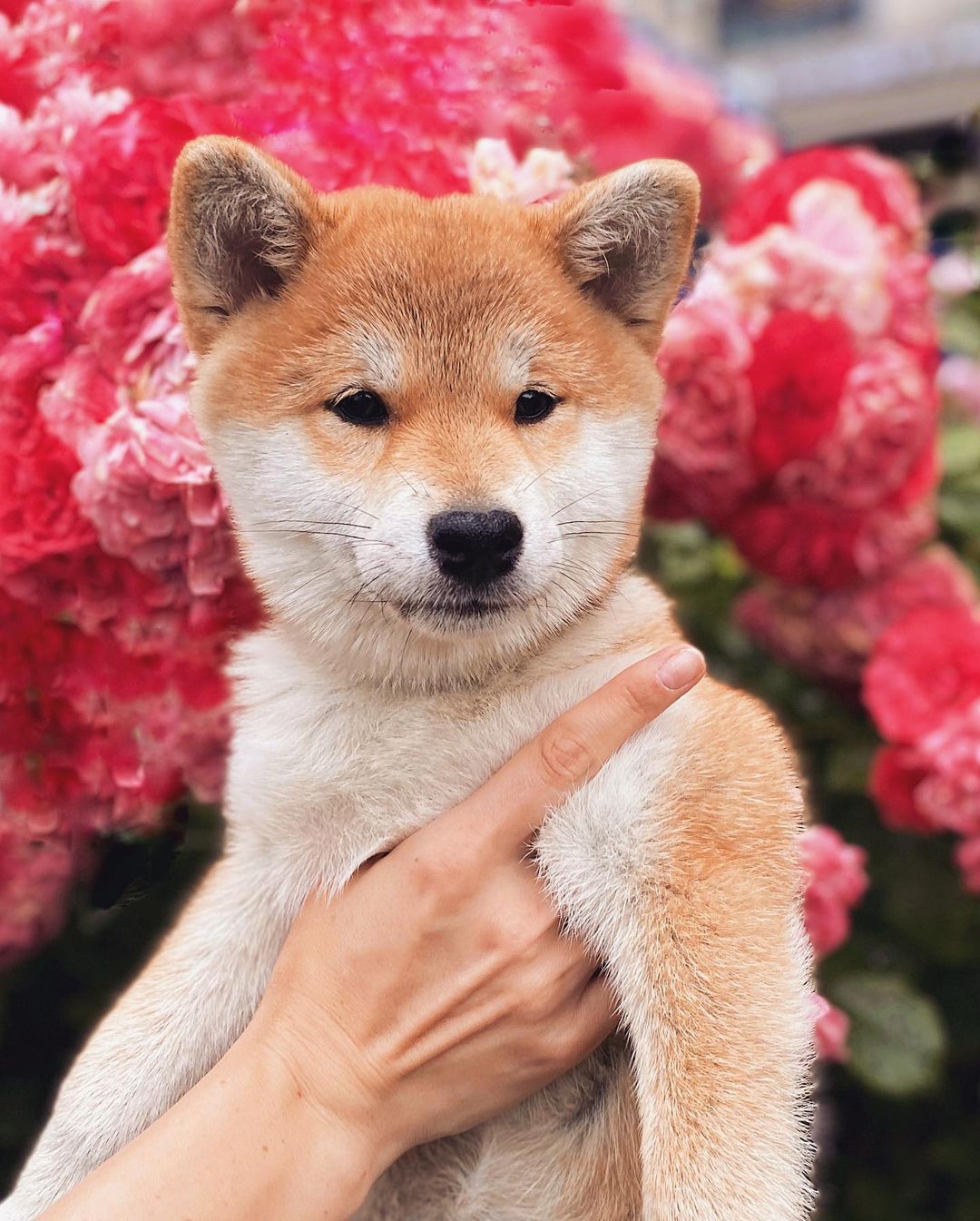 15 Amazing Facts About Shiba Inu You Probably Never Knew 9