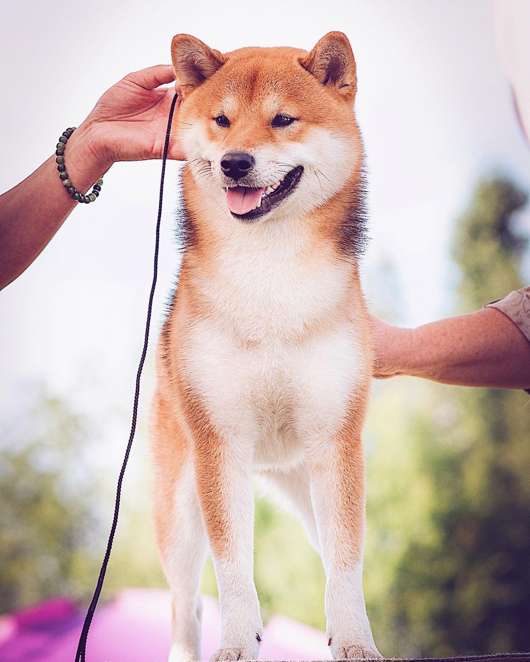 15 Interesting Facts About Shiba Inu 9 15 Interesting Facts About Shiba Inu 9