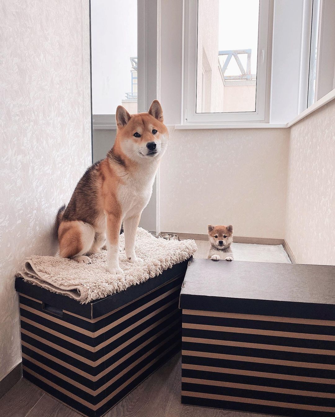 15 Amazing Facts About Shiba Inu You Probably Never Knew 10