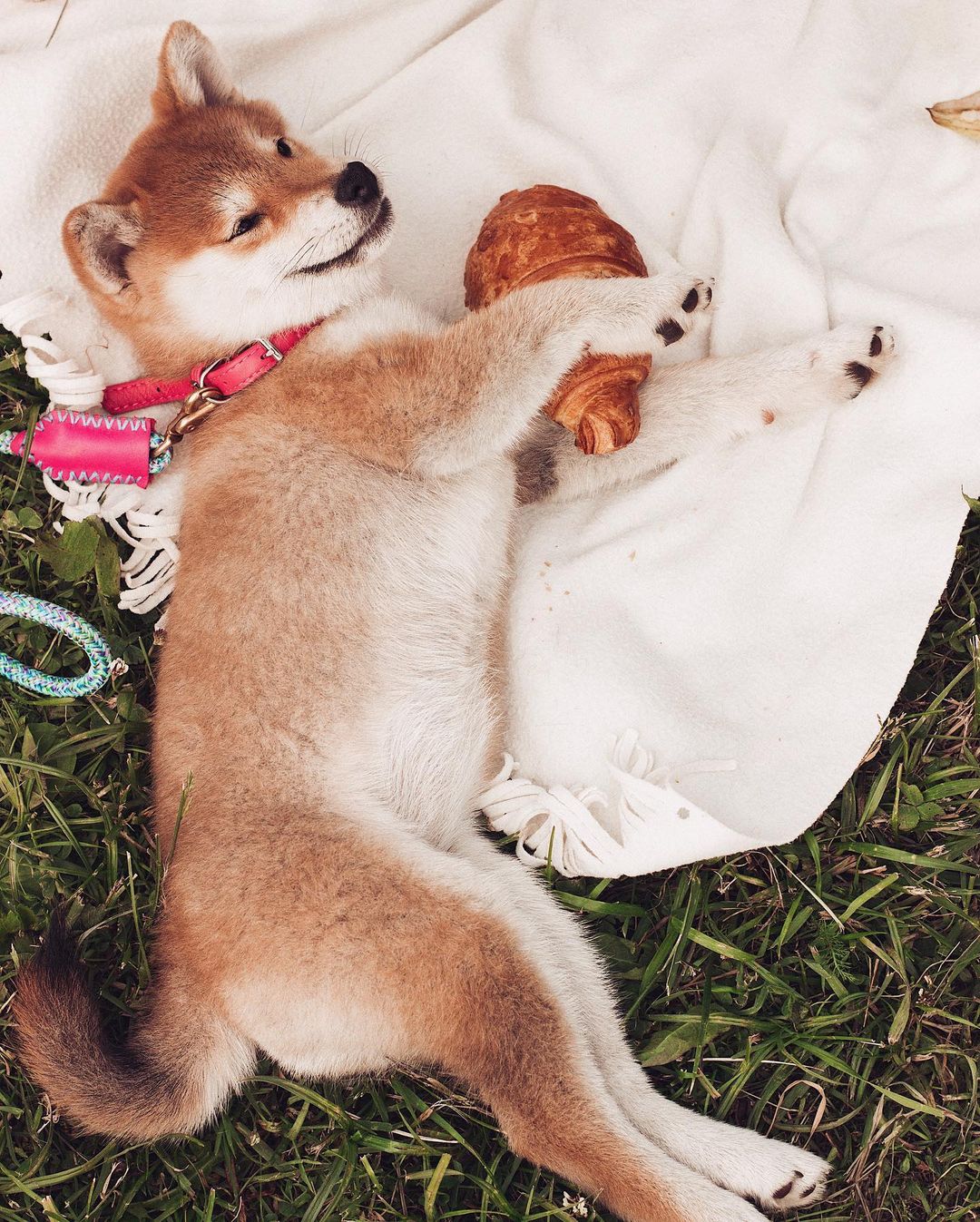 15 Amazing Facts About Shiba Inu You Probably Never Knew 11
