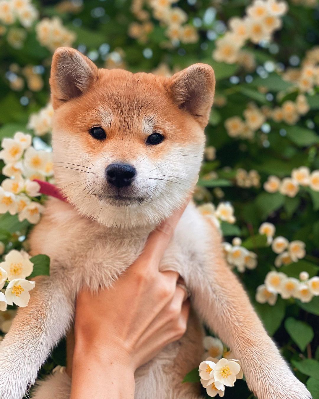 15 Amazing Facts About Shiba Inu You Probably Never Knew 9