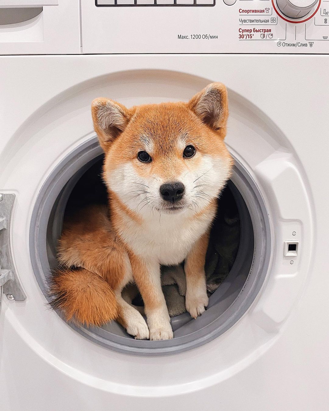 15 Amazing Facts About Shiba Inu You Probably Never Knew 10