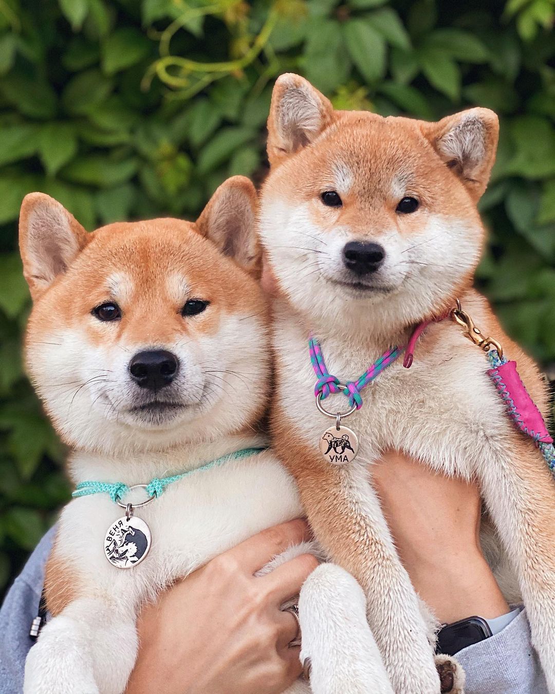 15 Amazing Facts About Shiba Inu You Probably Never Knew 11