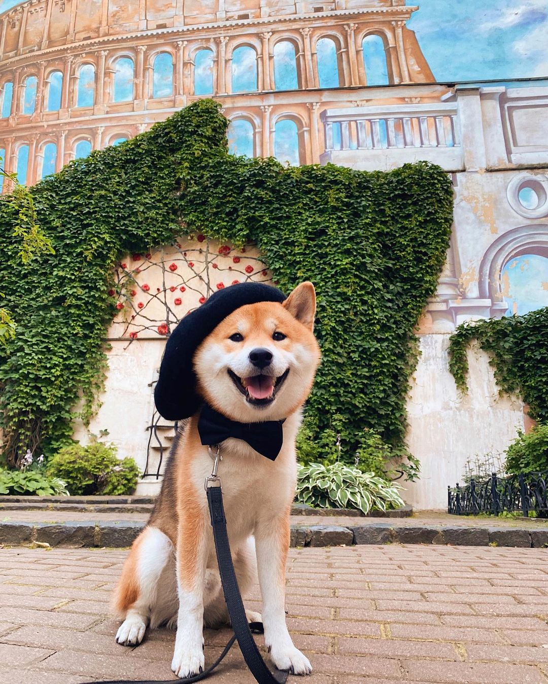15 Amazing Facts About Shiba Inu You Probably Never Knew 9