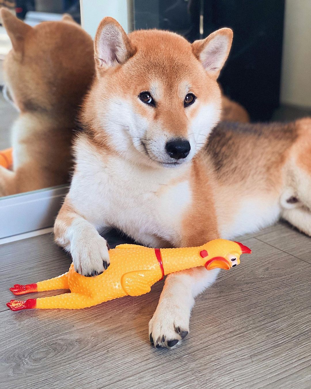 15 Amazing Facts About Shiba Inu You Probably Never Knew 10