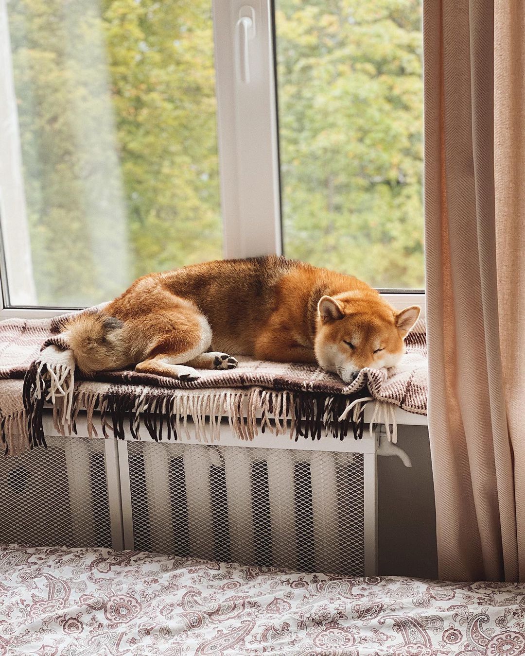 15 Amazing Facts About Shiba Inu You Probably Never Knew 11