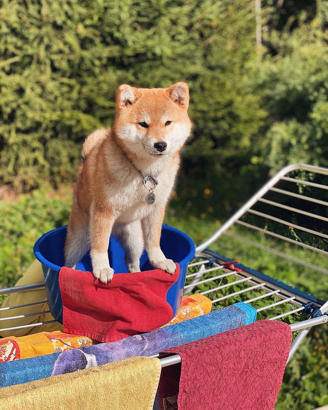 15 Amazing Facts About Shiba Inu You Probably Never Knew 9