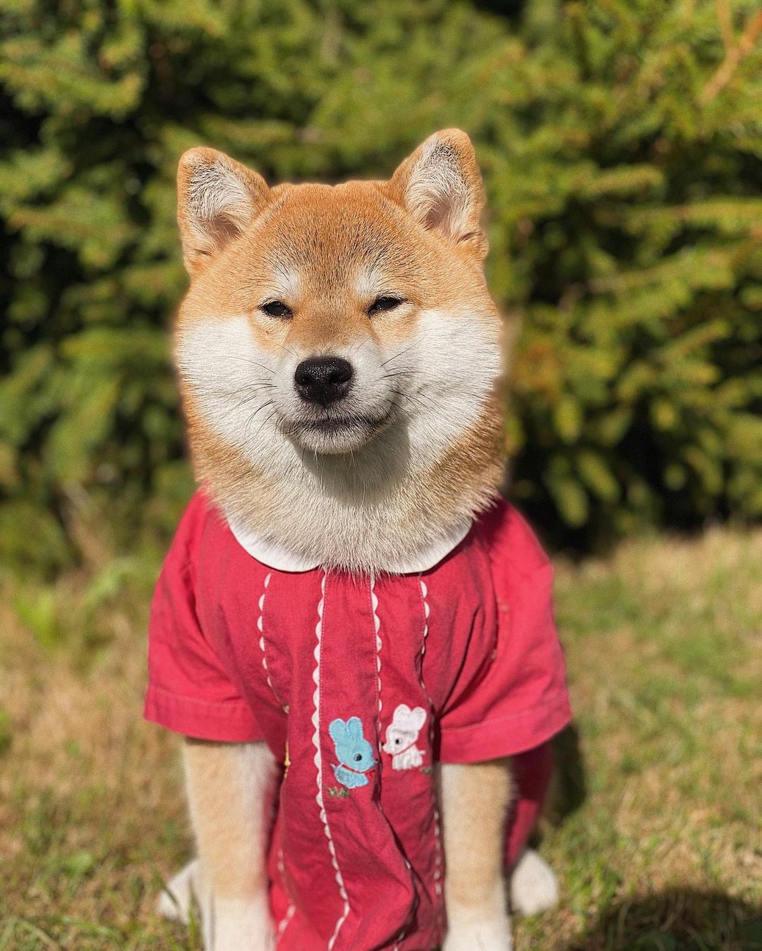 15 Amazing Facts About Shiba Inu You Probably Never Knew 10
