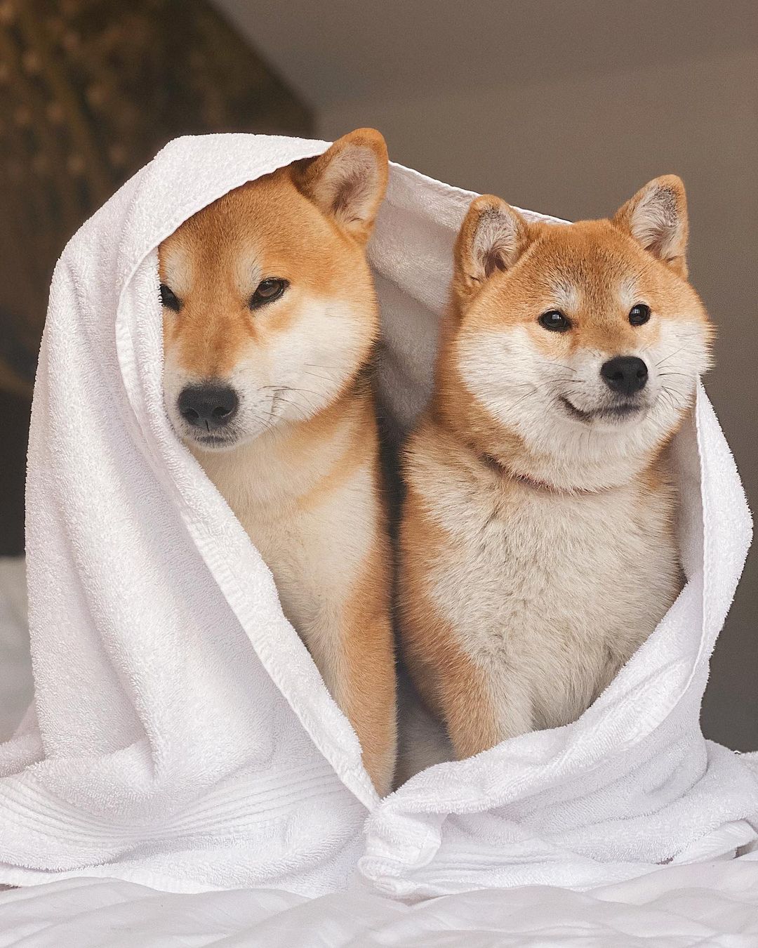 15 Amazing Facts About Shiba Inu You Probably Never Knew 11