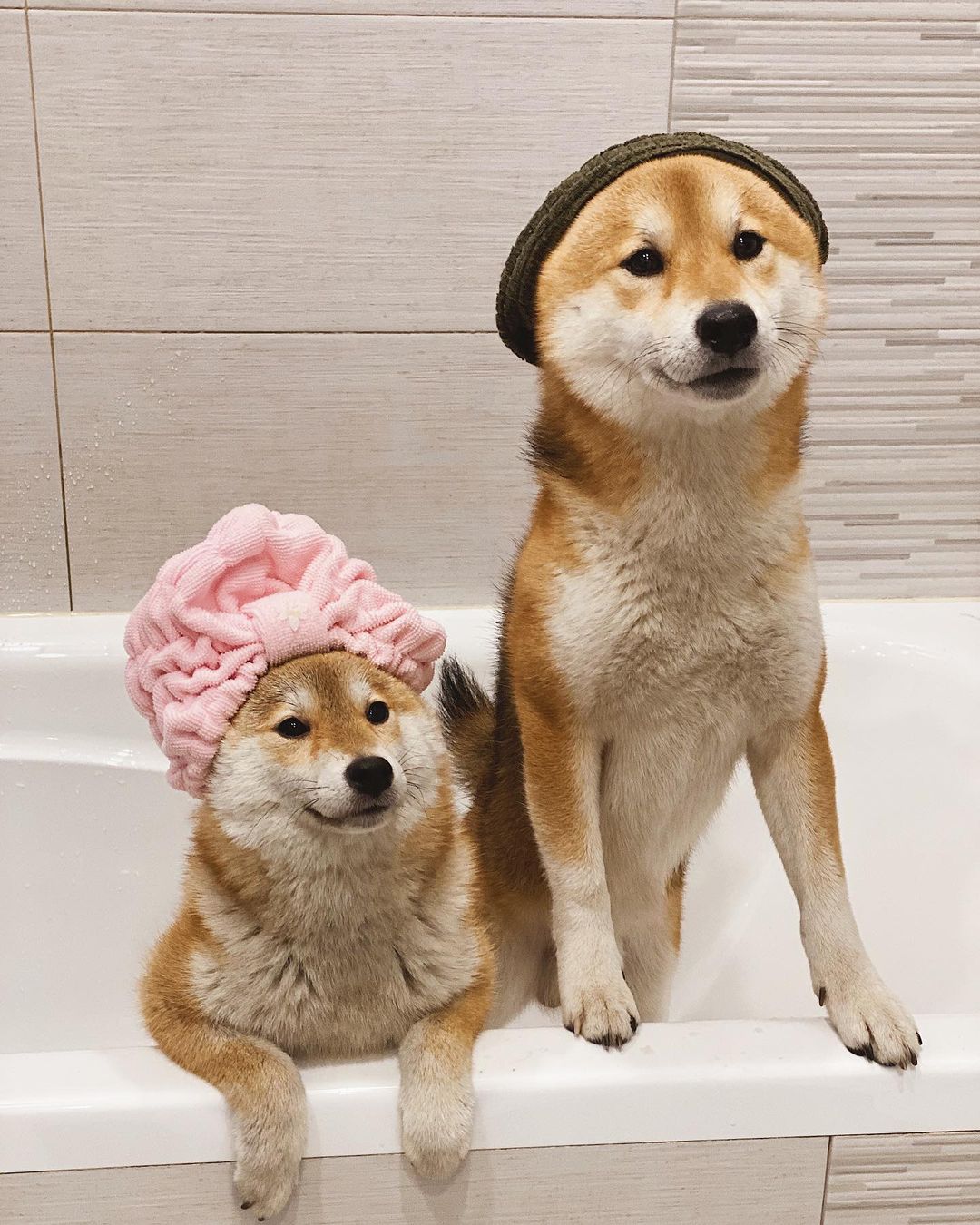 17 Cool Facts About Shiba Inu 9