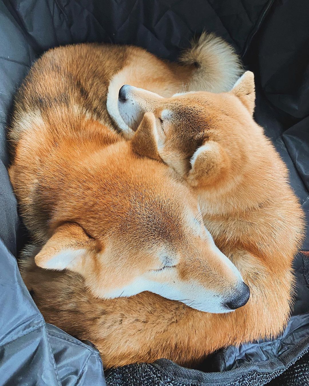 17 Cool Facts About Shiba Inu 11