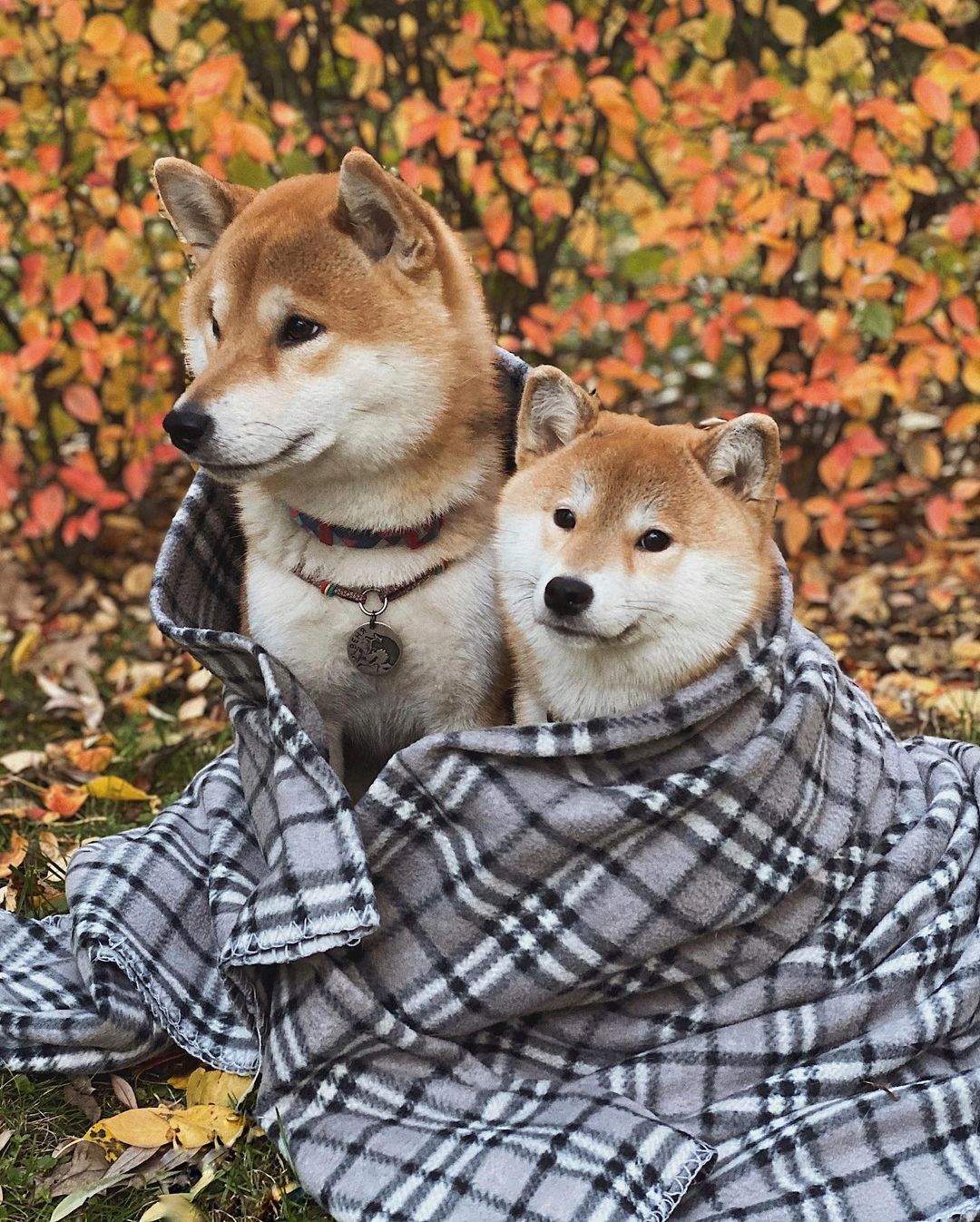 17 Cool Facts About Shiba Inu 10