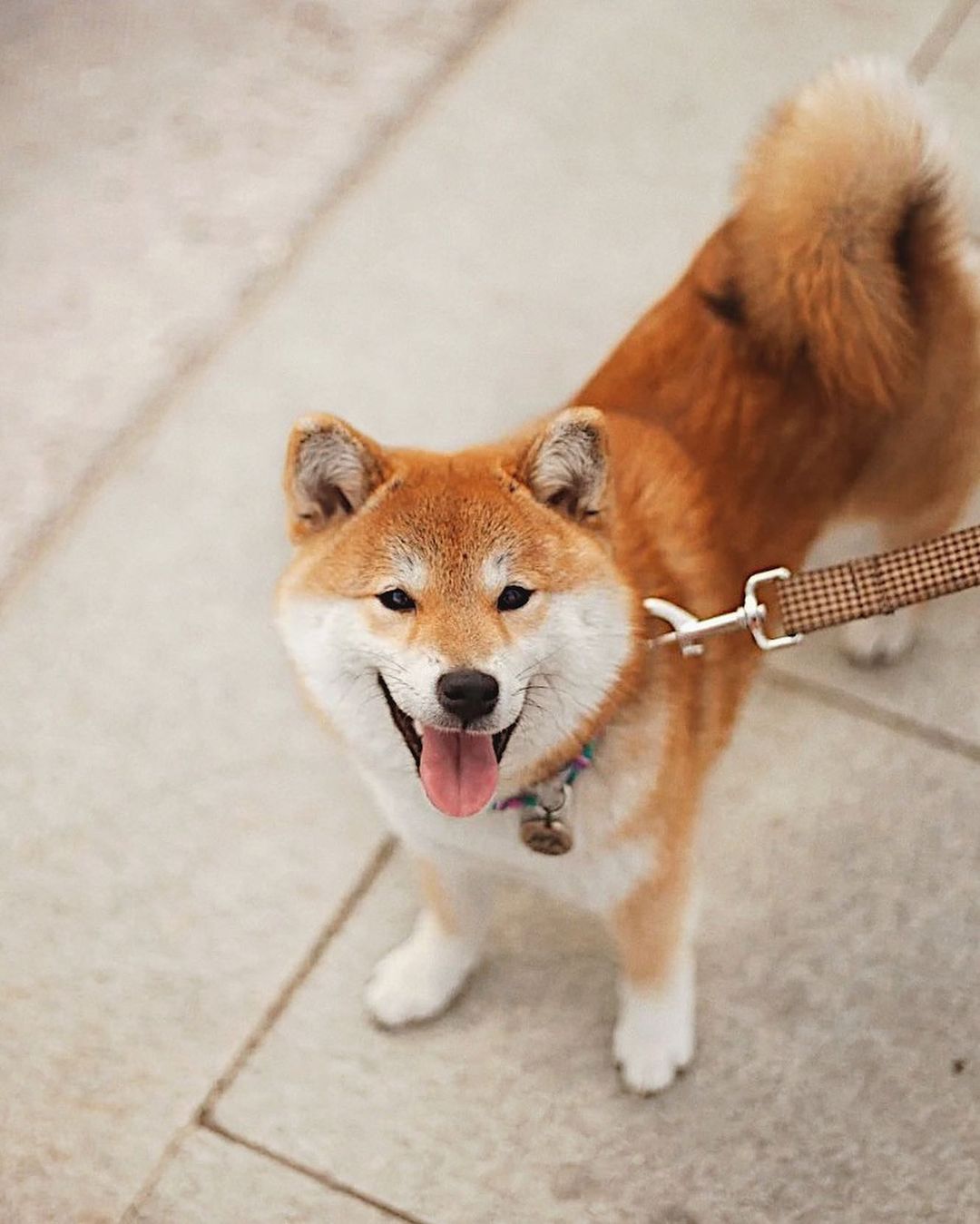 17 Cool Facts About Shiba Inu 11
