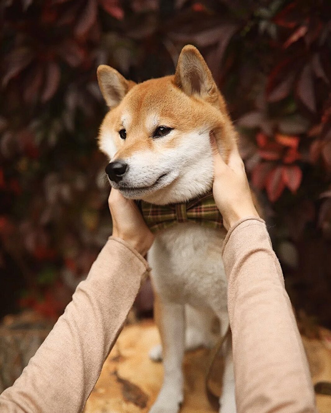 17 Cool Facts About Shiba Inu 9
