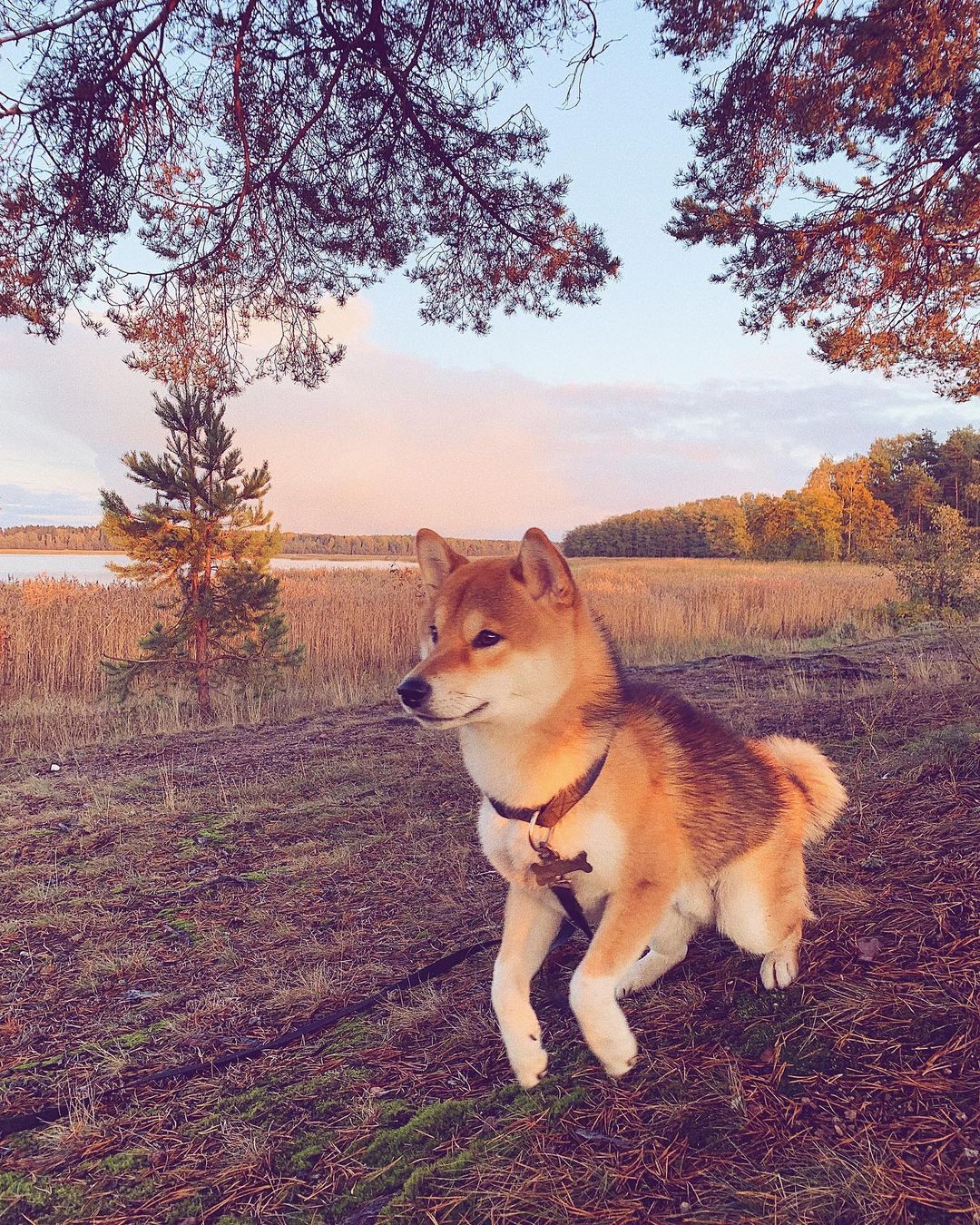 15 Interesting Facts About Shiba Inu 11 15 Interesting Facts About Shiba Inu 11